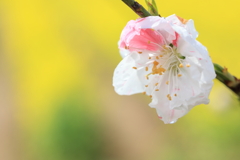 花桃2