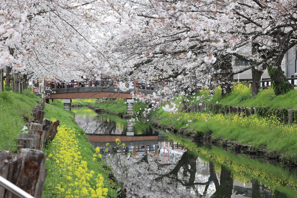 桜と菜の花と新河岸川2