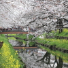 桜と菜の花と新河岸川2