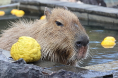 カピバラ温泉鬼柚子？