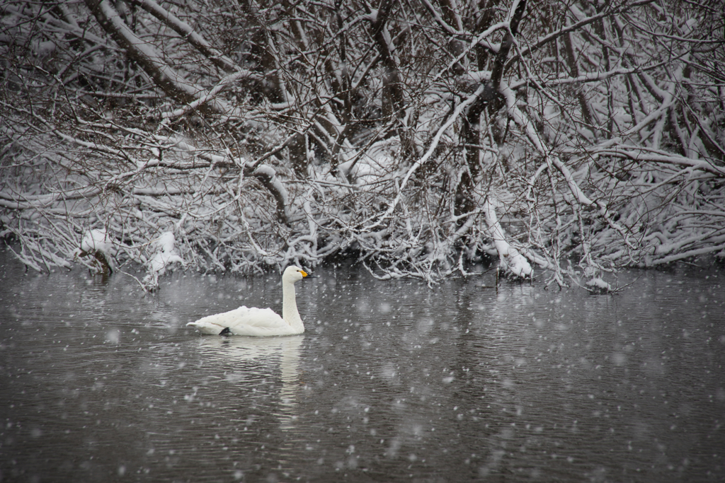 雪中コハクチョウ