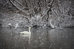 雪中コハクチョウ