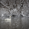 雪中コハクチョウ