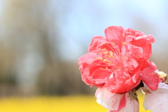 花桃4