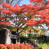 大宮公園