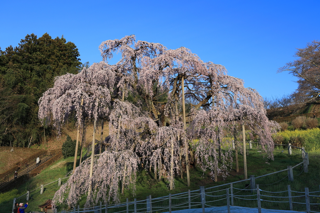 三春滝桜1