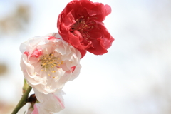 花桃3