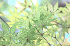 葉脈