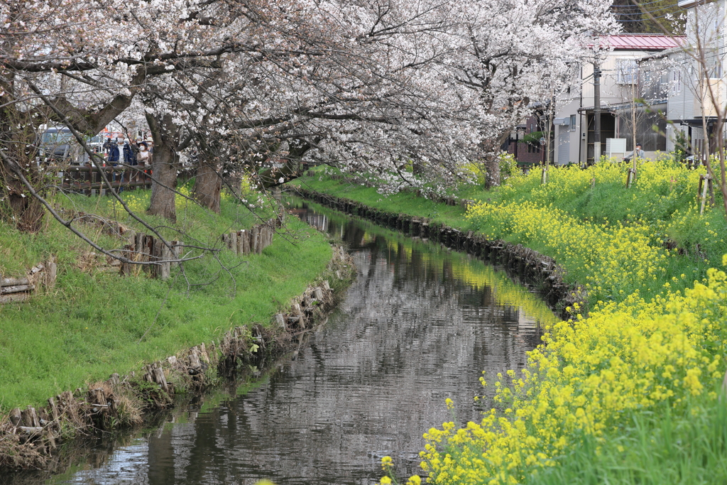 桜と菜の花と新河岸川