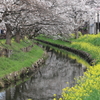 桜と菜の花と新河岸川