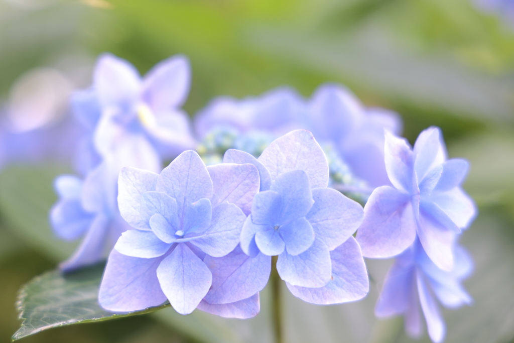 区の花