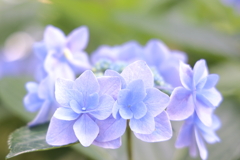 区の花