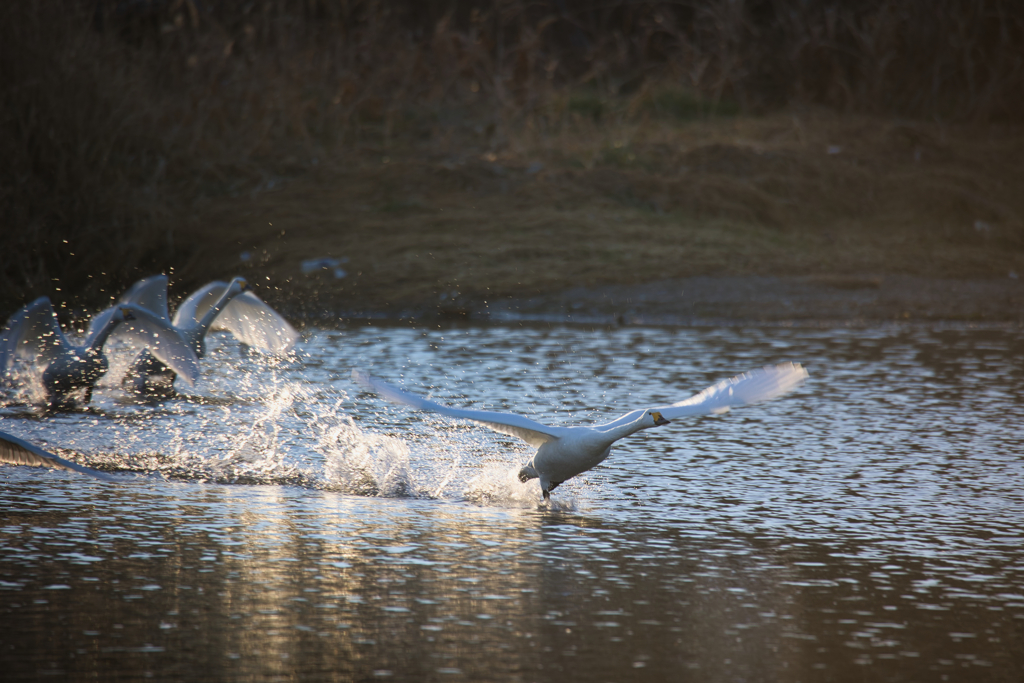 スタートダッシュ