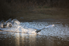 スタートダッシュ
