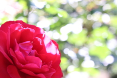 赤い薔薇