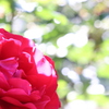 赤い薔薇