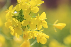 菜の花