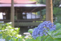 紫陽花