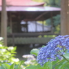 紫陽花