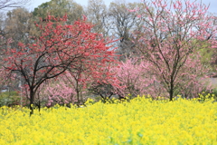 花桃と菜の花