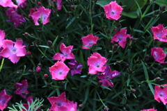 お花