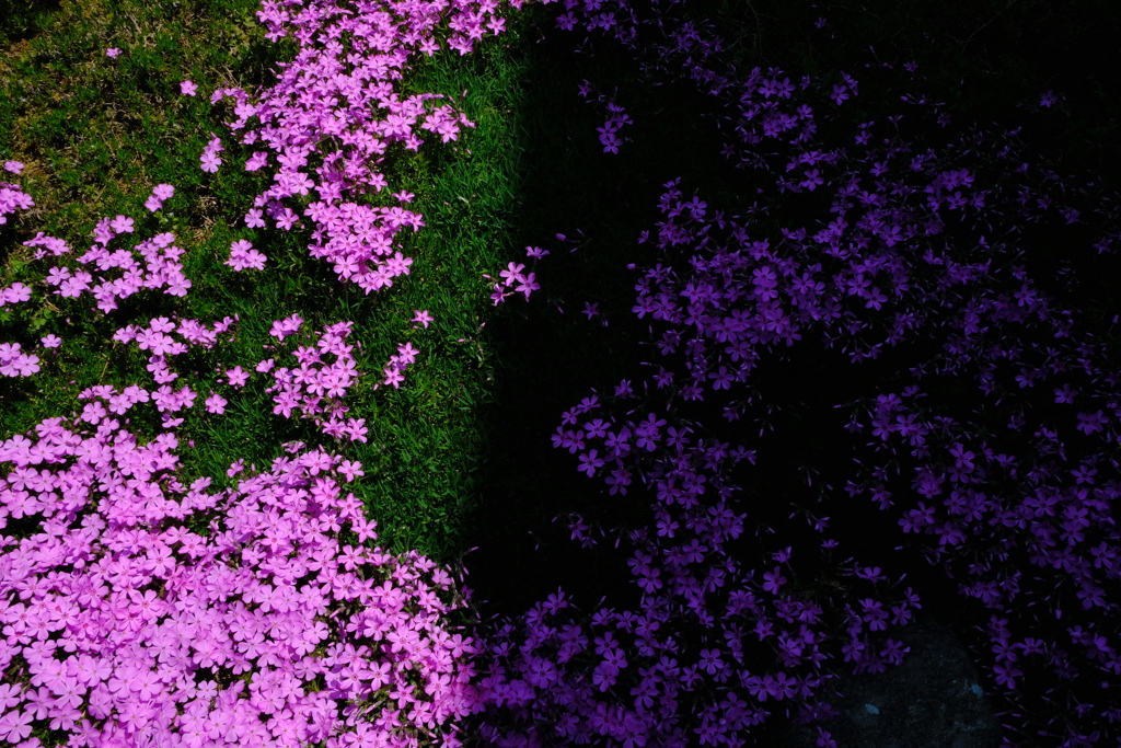 光