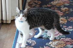 猫ちゃんビックリ