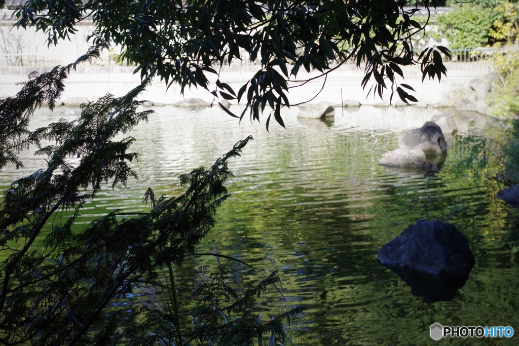 池のある公園