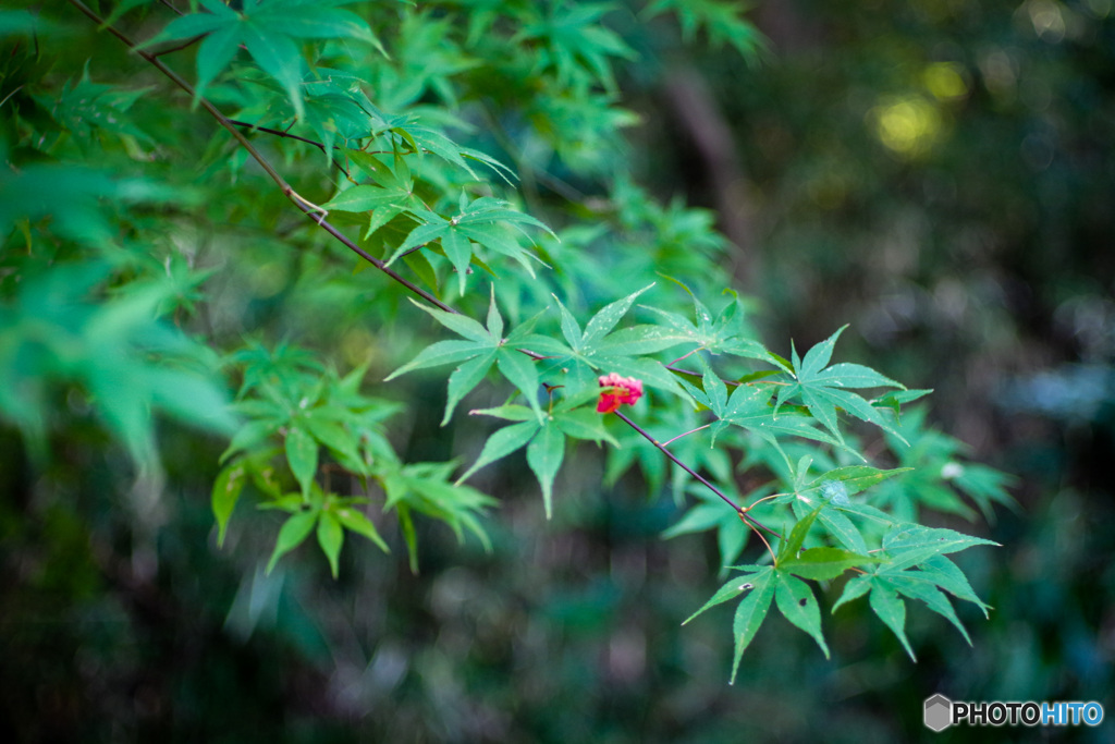 紅一点