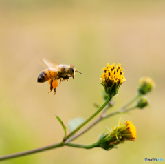 足に花粉を付けて忙しいミツバチ