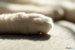 猫の手