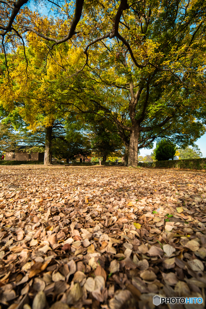 落ち葉のじゅうたん