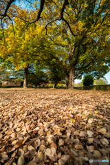 落ち葉のじゅうたん