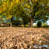 落ち葉のじゅうたん