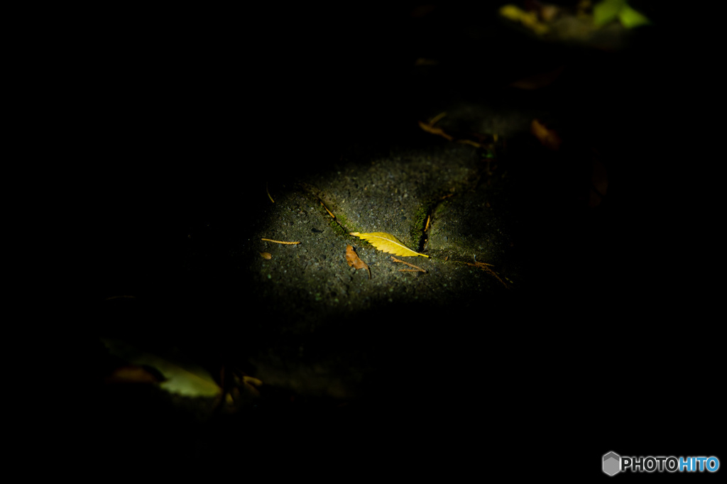 落ち葉のスポットライト