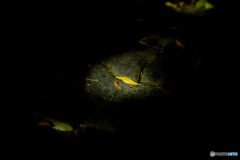 落ち葉のスポットライト