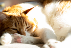 ひなたぼっこする猫
