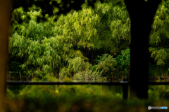 色づき始めの木々