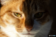 猫の顔