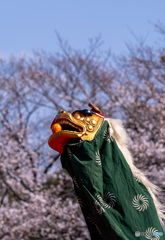 桜に映える獅子舞