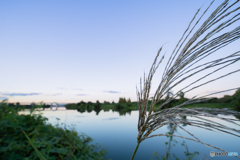 ススキと夕暮れ