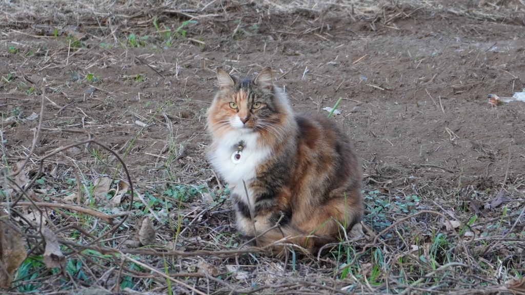 野良猫