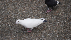 逃げてゆく白い鳩