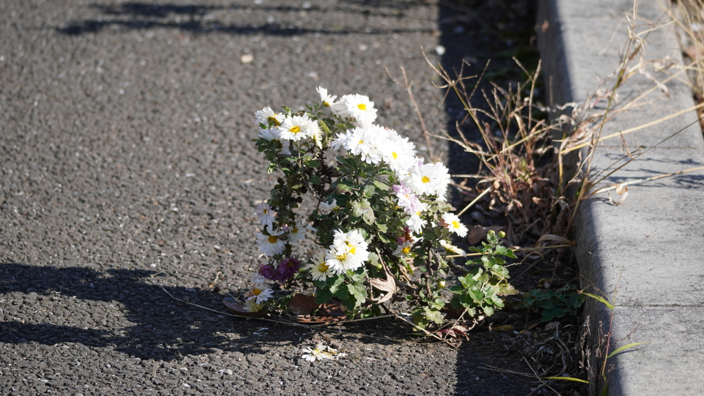 路傍の花