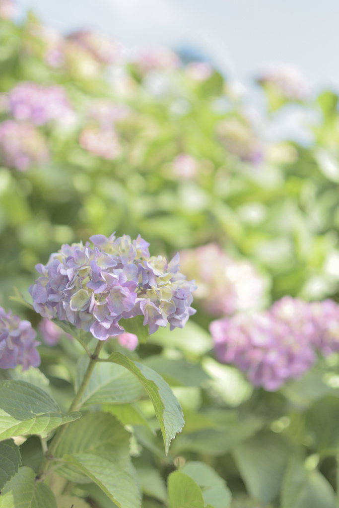 駅前広場の紫陽花