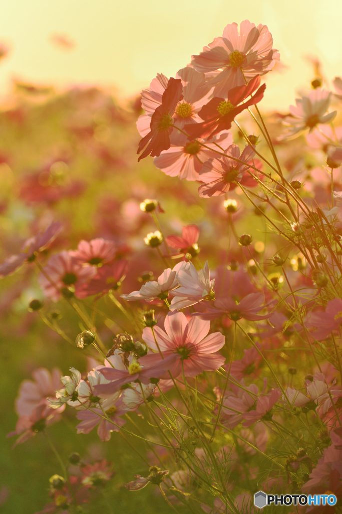 夕陽に染まる秋桜