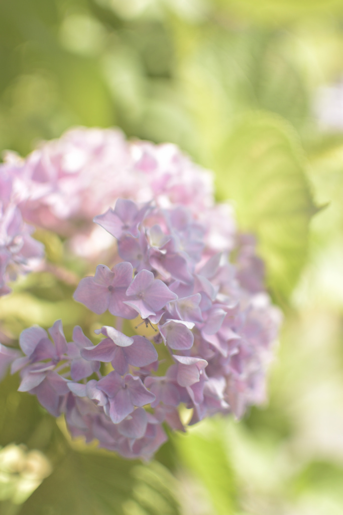 駅前広場の紫陽花２