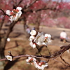 春陽