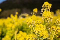 笠岡ベイファーム 菜の花