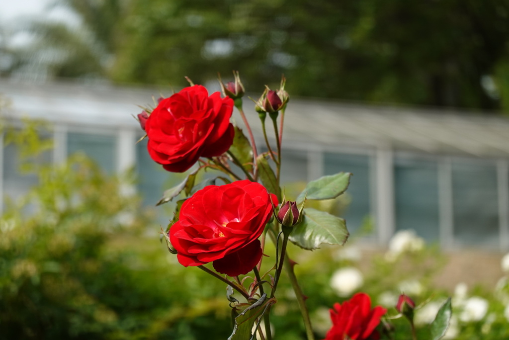 薔薇園の薔薇